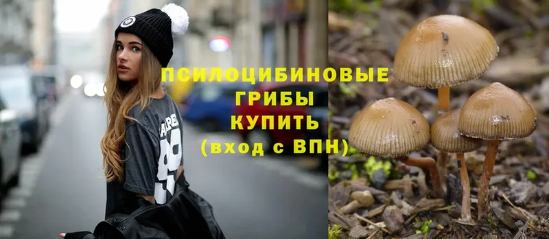 Псилоцибиновые грибы Psilocybe  Сортавала 